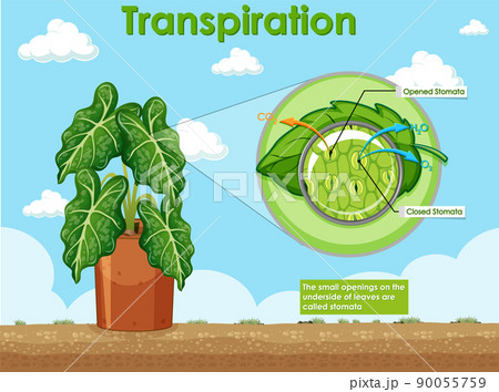 Diagram showing transpiration in plant 90055759