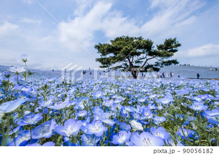 茨城県ひたちなか市の有名なネモフィラ畑 90056182