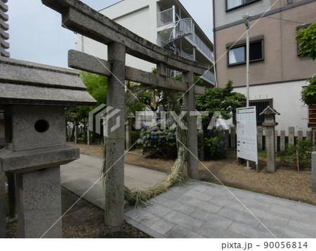 夏越の大祓いの茅の輪くぐり・堤根神社 夏越の大祓いの茅の輪くぐり・堤根神社 90056814