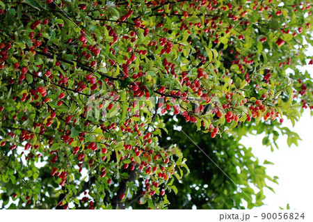 アオハダ アオハダ 90056824