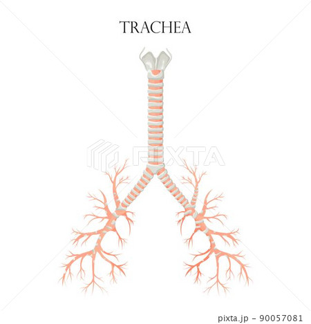 Vector medical educational biological chart for trachea diagram. Anatomy illustration isolated white background 90057081