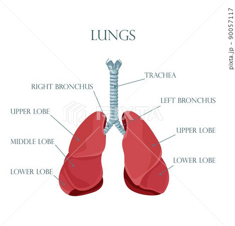 Diagram of human lungs and trachea, respiratory system, healthy lungs icon. Vector illustration isolated on a white background. Diagram of human lungs and trachea, respiratory system, healthy lungs icon. Vector illustration isolated on a white background. 90057117