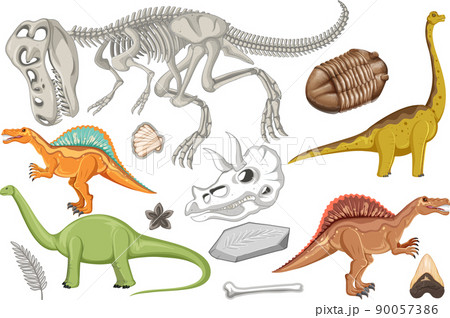 A set of dinosaur and fossil A set of dinosaur and fossil 90057386