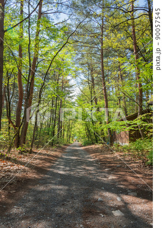 新緑の道【安曇野市穂高】 90057545