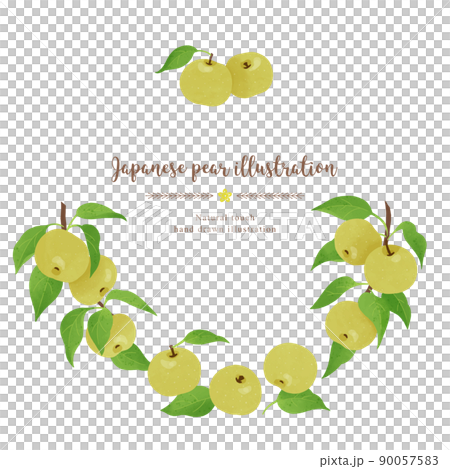 帶有自然觸感的日本梨的插圖/圓圈 90057583