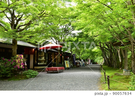 京都市 大原三千院御殿門前参道（大原女の小径）の新緑と茶店と野点傘