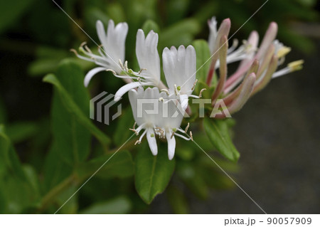 スイカズラ スイカズラ 90057909