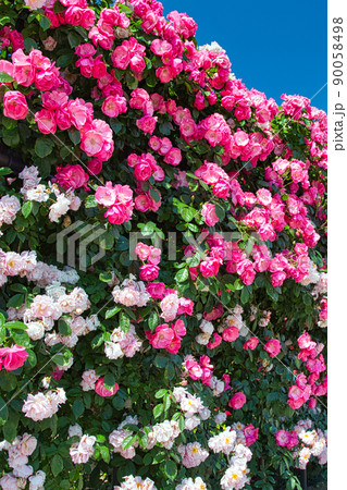 ゆりの里公園ー薔薇 ゆりの里公園ー薔薇 90058498