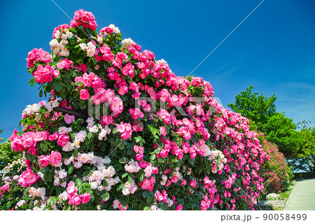ゆりの里公園ー薔薇 90058499