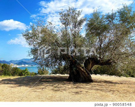 香川県小豆島のとても大きな樹齢千年のオリーブ大樹 90058548
