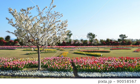 チューリップ畑(吉田公園)140405am6:53 チューリップ畑(吉田公園)140405am6:53 90058567