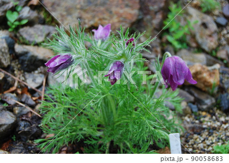 白馬五竜高山植物園にて〜セイヨウオキナグサ 白馬五竜高山植物園にて〜セイヨウオキナグサ 90058683