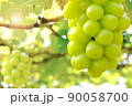 Hanging bunch of white grape with blurred green vineyard background 90058700