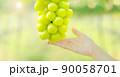 Big bunch of fresh green Shine Muscat grape in woman hand with blurred vineyard background 90058701