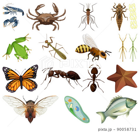 Different kinds of insects and animals on white background 90058731