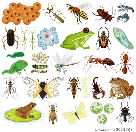 Different kinds of insects and animals on white background 90058737