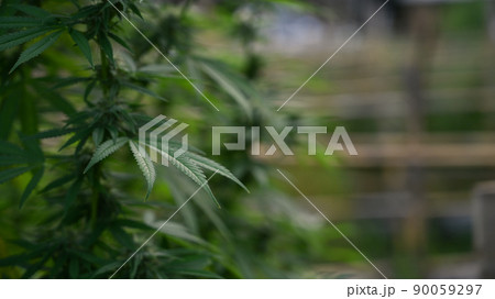 Growing cannabis in organic farm. Herbal alternative medicine cannabidiol oil, Cannabis plantation for medical concept Growing cannabis in organic farm. Herbal alternative medicine cannabidiol oil, Cannabis plantation for medical concept 90059297