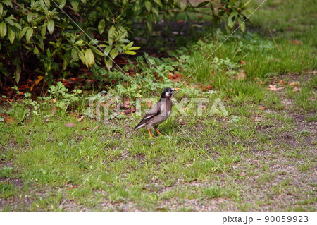 ムクドリ03 ムクドリ03 90059923