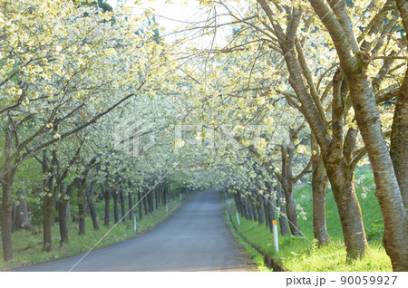 黄桜並木 清々しい朝の始まり 秋田県 黄桜並木 清々しい朝の始まり 秋田県 90059927