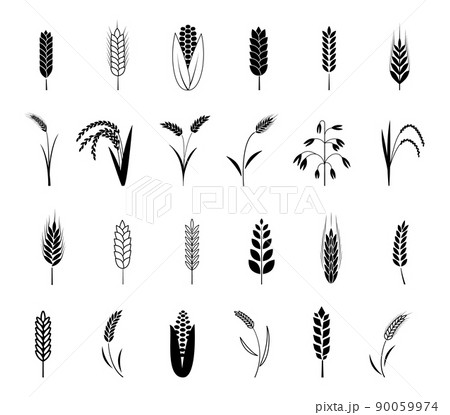 Wheat ear icons set. Barley and corn cereal, rye and rice grain, black silhouettes decorative isolated bakery elements collection, seed harvest for farm bread or beer. Organic food illustration vector 90059974