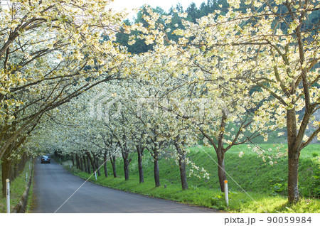 黄桜のトンネルをドライブ 朝 秋田県 黄桜のトンネルをドライブ 朝 秋田県 90059984