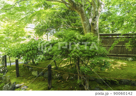 京都・嵯峨　檀林寺（新緑の季節） 90060142