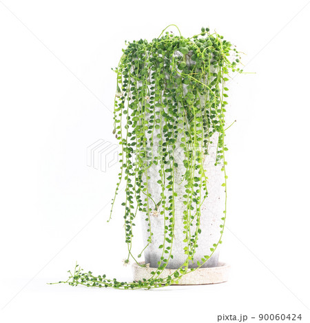 観葉植物、グリーンネックレスの鉢植え【白背景】 観葉植物、グリーンネックレスの鉢植え【白背景】 90060424