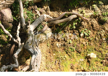 シマヘビ61 シマヘビ61 90060439