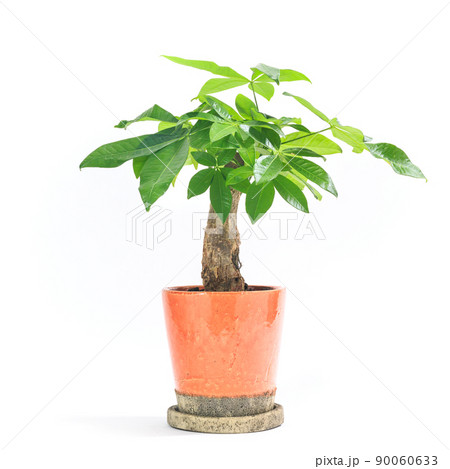 観葉植物、お金を生み出す樹として知られるパキラの鉢植え【白背景】 観葉植物、お金を生み出す樹として知られるパキラの鉢植え【白背景】 90060633