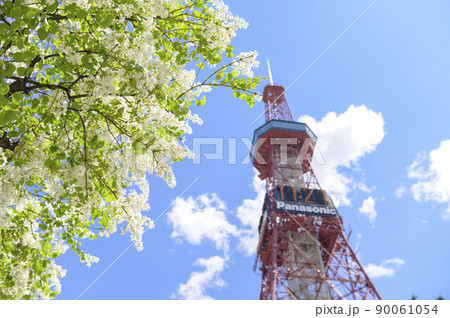 札幌大通公園のライラックとテレビ塔 札幌大通公園のライラックとテレビ塔 90061054