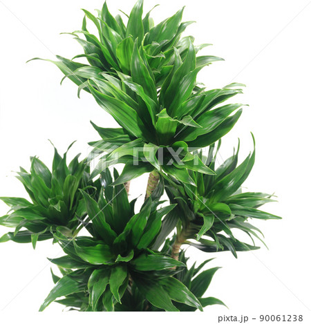 観葉植物、ドラセナ・コンパクタの葉【白背景】 観葉植物、ドラセナ・コンパクタの葉【白背景】 90061238