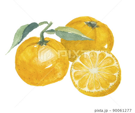 ジャバラ 邪払 黄色 実と断面 ジャバラ 邪払 黄色 実と断面 90061277