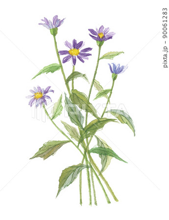 都忘れ　ミヤコワスレ 90061283