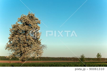 Landscape. Lonely blossoming pear tree against the blue sky. Spring Summer 90061310