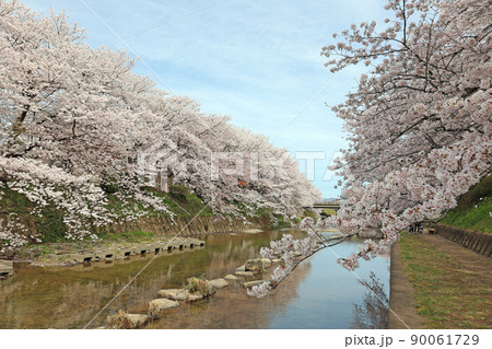 美祢さくら公園の桜 美祢さくら公園の桜 90061729