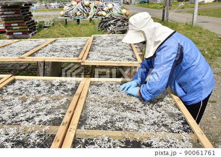 初夏の北海道乙部町乙部漁港で小女子（いかなごの稚魚）の加工乾燥作業の風景を撮影 90061761