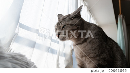 眠そうな猫　サバトラ猫 90061846