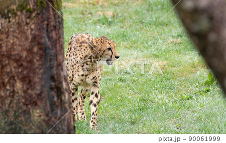 チーター 90061999