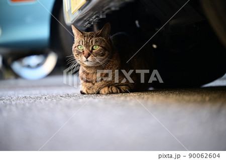 車の下のキジトラ猫 車の下のキジトラ猫 90062604