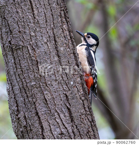 The Great Spotted Woodpecker, Dendrocopos major is sitting on the branch of tree The Great Spotted Woodpecker, Dendrocopos major is sitting on the branch of tree 90062760
