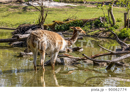 Vicunas, Vicugna Vicugna, relatives of the llama in a German park 90062774