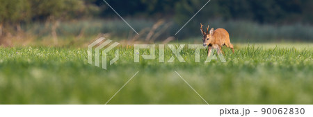 Roe deer buck walking through a vast floodplain meadow in summer with copy space 90062830
