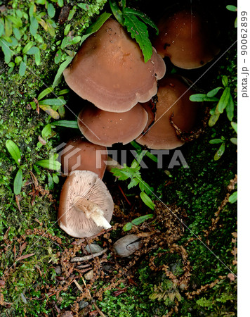 キシメジ科ナラタケの発生 90062899