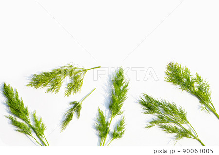 Fresh green dill on white. 90063005