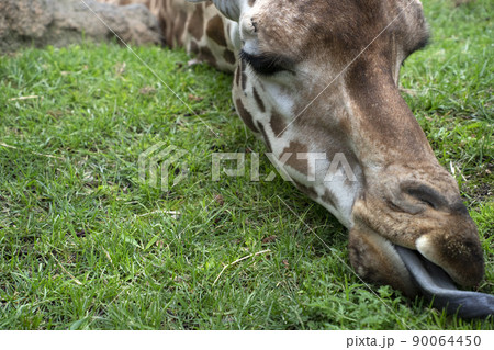 Giraffe tongue close up detail Giraffe tongue close up detail 90064450