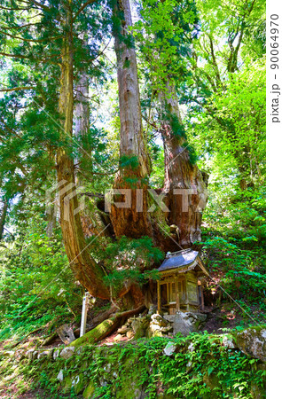 岩屋の大杉 岩屋観音 勝山市 岩屋の大杉 岩屋観音 勝山市 90064970