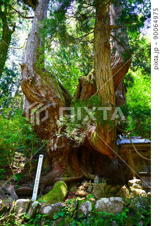 岩屋の大杉　勝山市 90064975