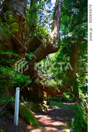 岩屋観音 岩屋の大杉 勝山市 岩屋観音 岩屋の大杉 勝山市 90064979