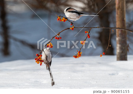 雪の妖精　シマエナガ 90065155