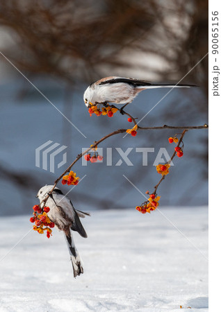 雪の妖精　シマエナガ 90065156